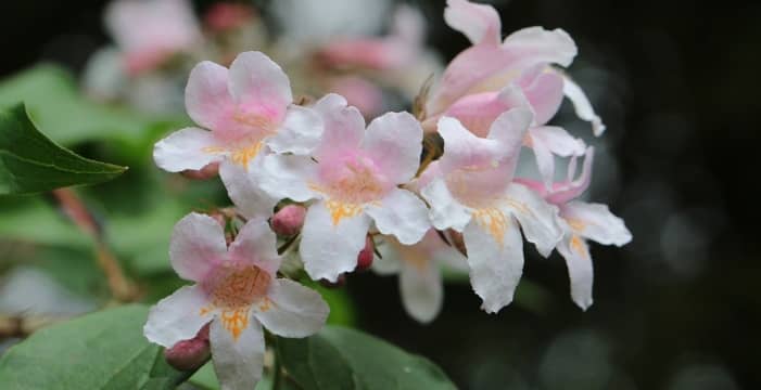abelia grandiflora